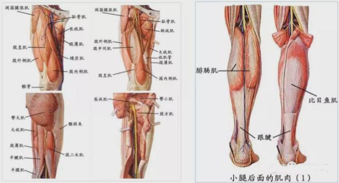 股四头肌训练椅使用方法_股四头肌训练椅_股四头肌训练椅安装步骤