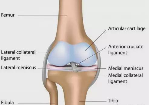 股四头肌训练椅_股四头肌训练椅安装步骤_股四头肌训练椅使用方法