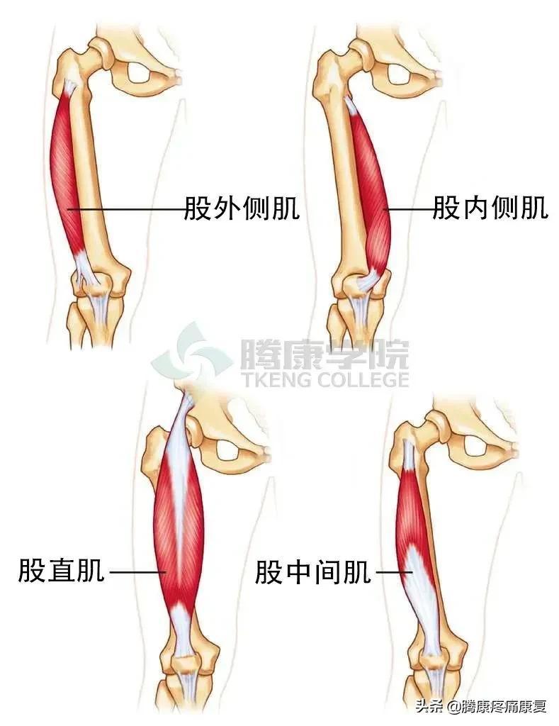 股四头肌训练椅注意事项_股四头肌训练椅安装步骤_股四头肌训练椅