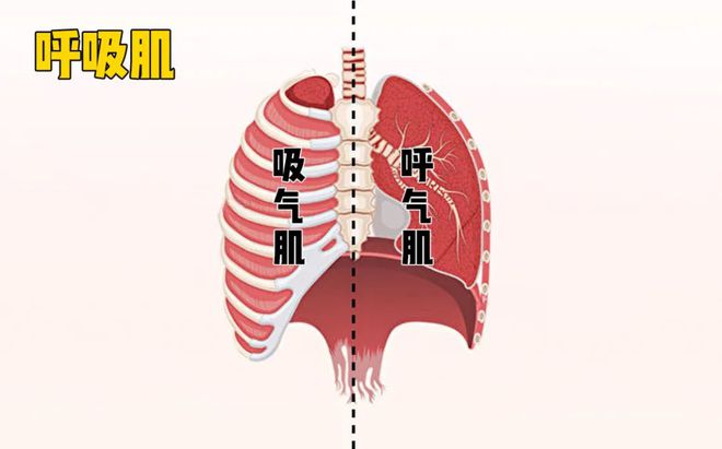 臂力器锻炼方法图解全套_综合训练器锻炼图解_综合训练器锻炼轨迹