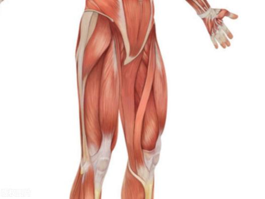 开yun体育app入口登录 大腿前侧——股四头肌，健康活力如何，和我们生活质量息息相关