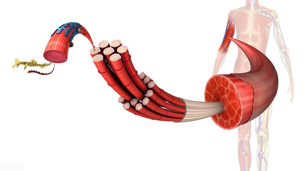 股四头肌训练椅注意事项_股四头肌训练椅安装步骤_股四头肌训练椅
