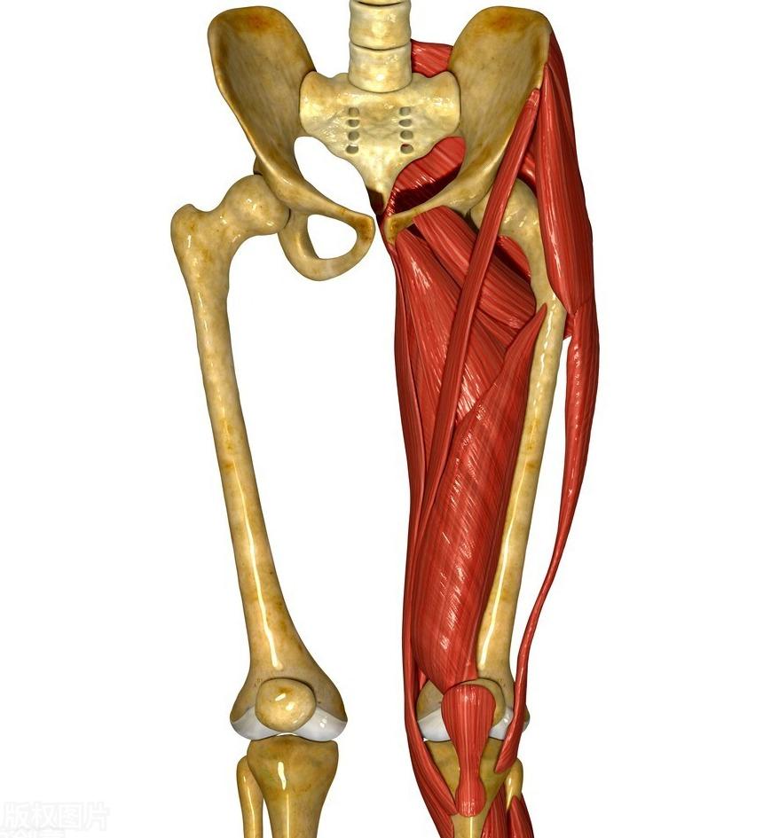 股四头肌训练椅安装步骤_股四头肌训练椅_股四头肌训练椅注意事项