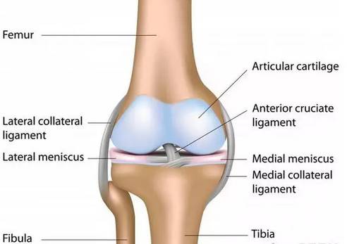 髋关节训练椅说明书_髋关节训练椅_髋关节训练椅的用途