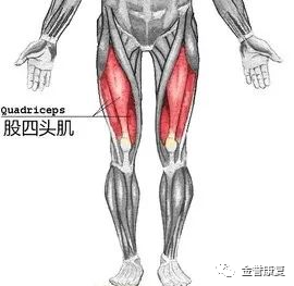 股四头肌训练椅使用方法_股四头肌训练椅注意事项_股四头肌训练椅