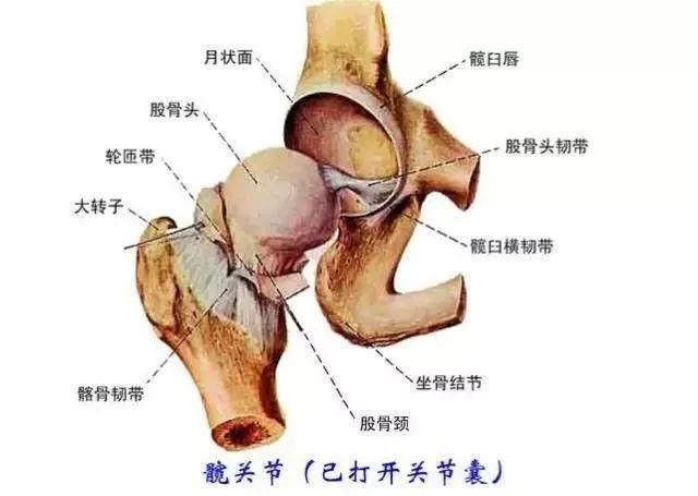 髋关节训练椅_髋关节训练椅的用途_髋关节训练椅说明书