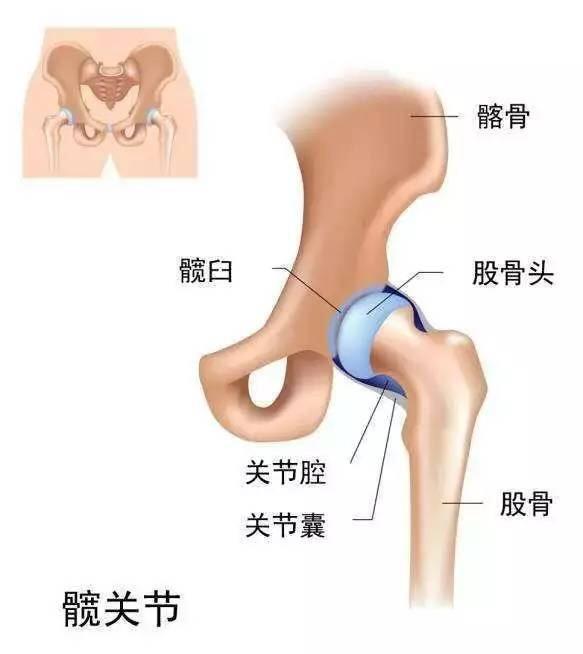椅子开髋_髋关节坐_髋关节训练椅