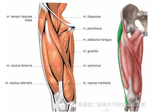 开yun官网入口登录APP下载 股四头肌的等长收缩练习