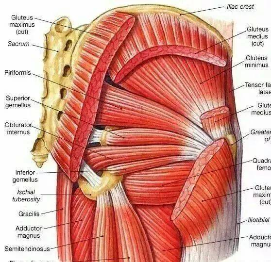 髋关节训练椅的用途_髋关节训练椅_髋关节训练器的适应症