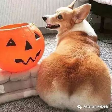 开yun体育app入口登录 改善膝痛，从训练髋关节开始