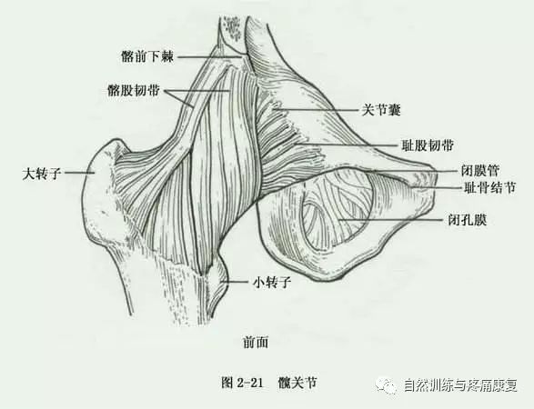 髋关节训练椅说明书_髋关节训练椅_髋关节训练器