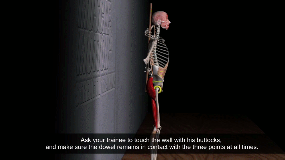 髋关节训练椅_髋关节训练椅说明书_髋关节坐姿