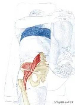 髋关节训练椅_髋关节训练器的适应症_髋关节训练器