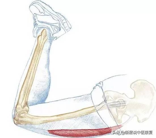 髋关节训练椅_髋关节训练器_髋关节训练器的适应症