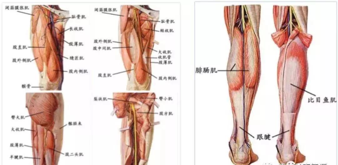 髋关节坐姿_髋关节训练器的适应症_髋关节训练椅