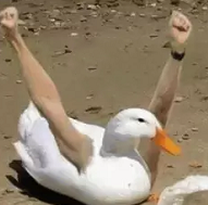 迪卡侬手套有根带子_迪卡侬健身手套_迪卡侬健身手套怎么样