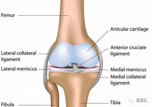 髋关节训练器的适应症_髋关节训练椅说明书_髋关节训练椅