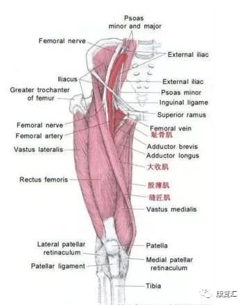 髋关节训练椅说明书_髋关节训练器的适应症_髋关节训练椅