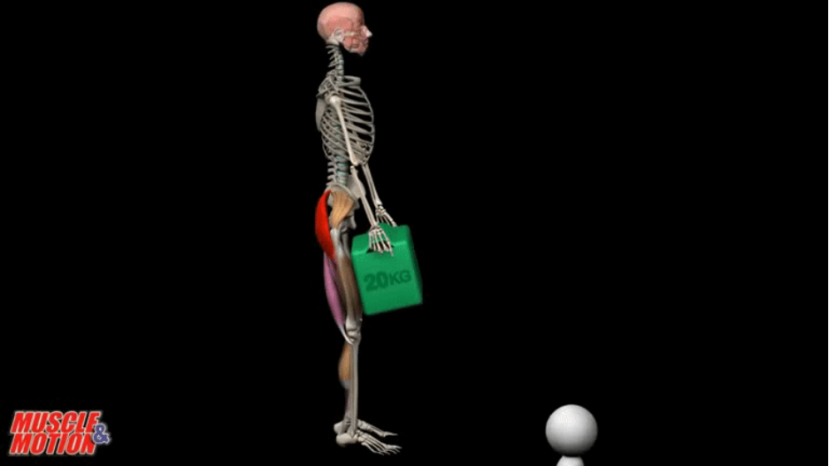 髋关节训练器的适应症_髋关节训练椅_髋关节坐姿