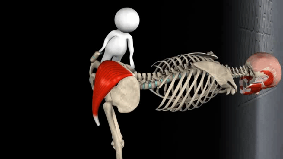 髋关节训练器的适应症_髋关节训练椅_髋关节坐姿