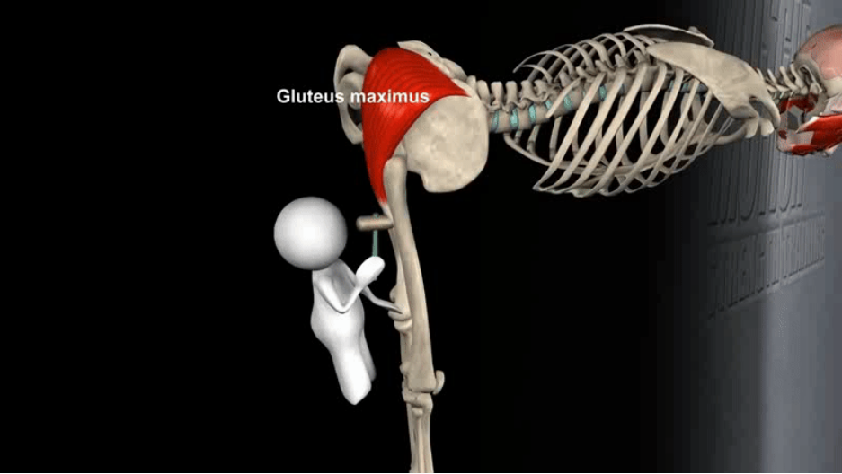 髋关节坐姿_髋关节训练器的适应症_髋关节训练椅