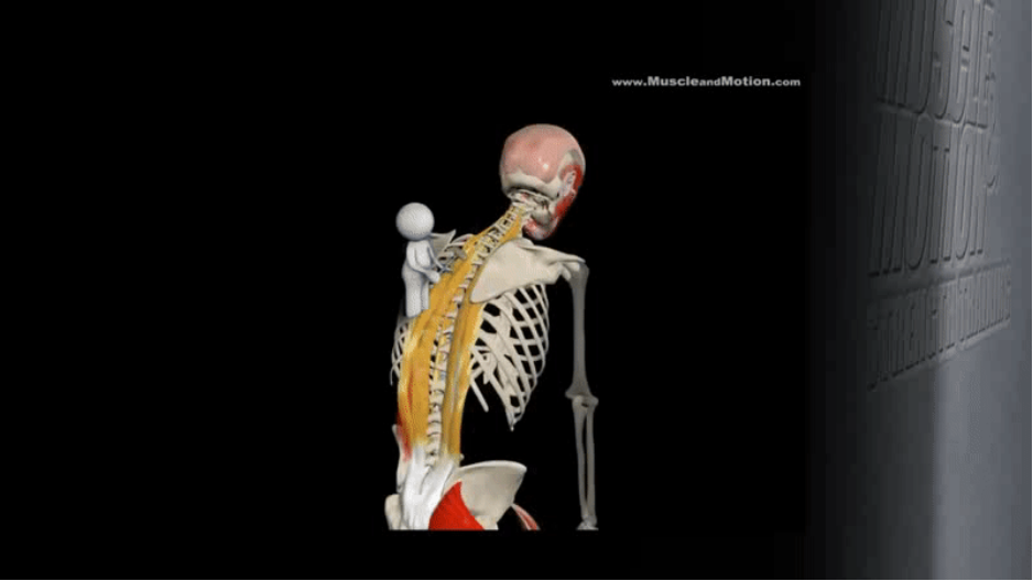 髋关节坐姿_髋关节训练器的适应症_髋关节训练椅