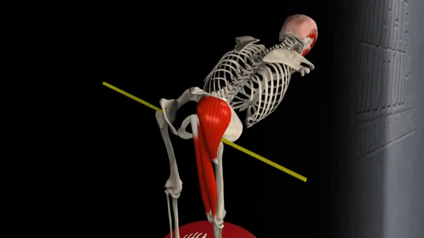 髋关节训练器的适应症_髋关节坐姿_髋关节训练椅