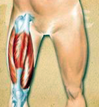 kaiyun官方网app下载app 再和您聊聊股四头肌的抗阻训练