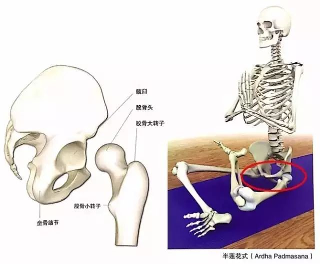 髋关节训练椅_髋关节训练椅的用途_髋关节训练椅说明书