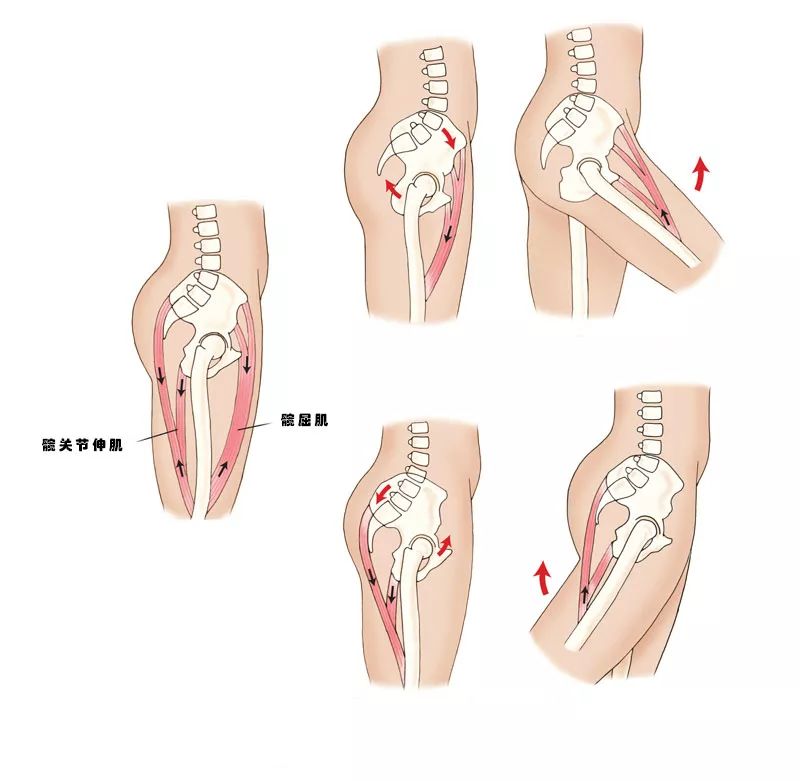 髋关节训练椅_髋关节训练椅说明书_髋关节训练椅的用途