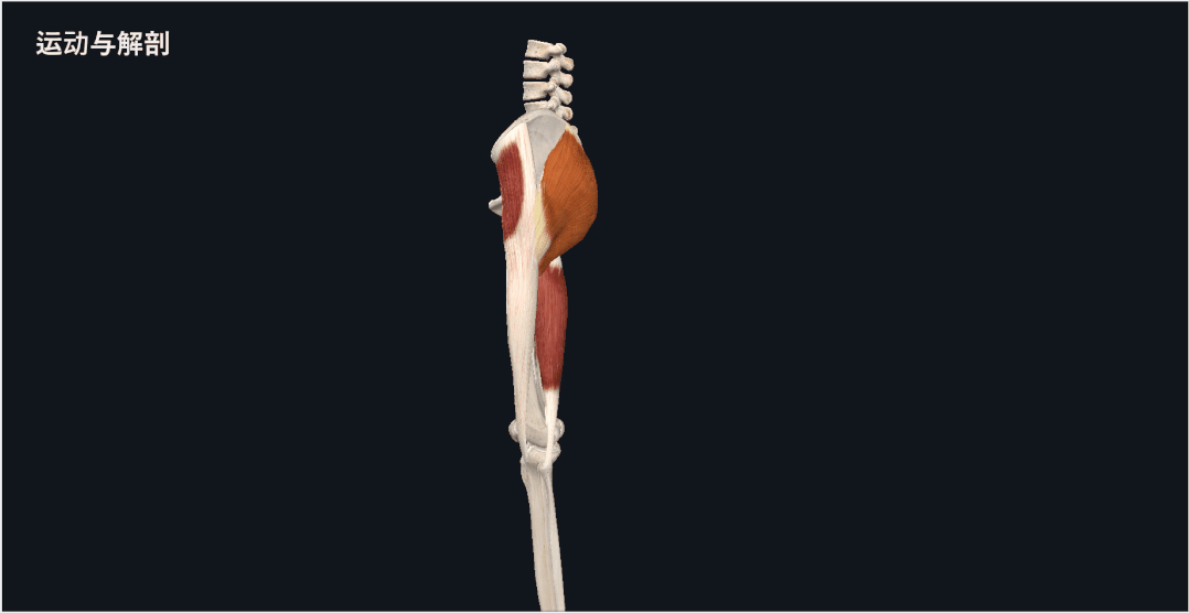 kaiyun官方网app下载app 【干货】臀大肌常见训练动作分析，你常犯的错误都在这里...