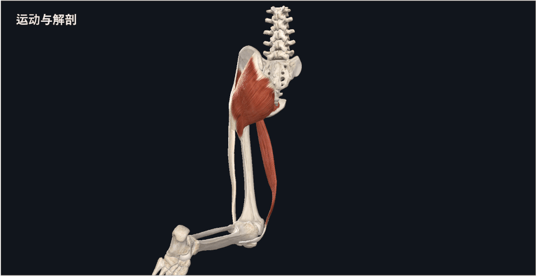股四头肌训练椅子_股四头肌训练椅使用方法_股四头肌训练椅