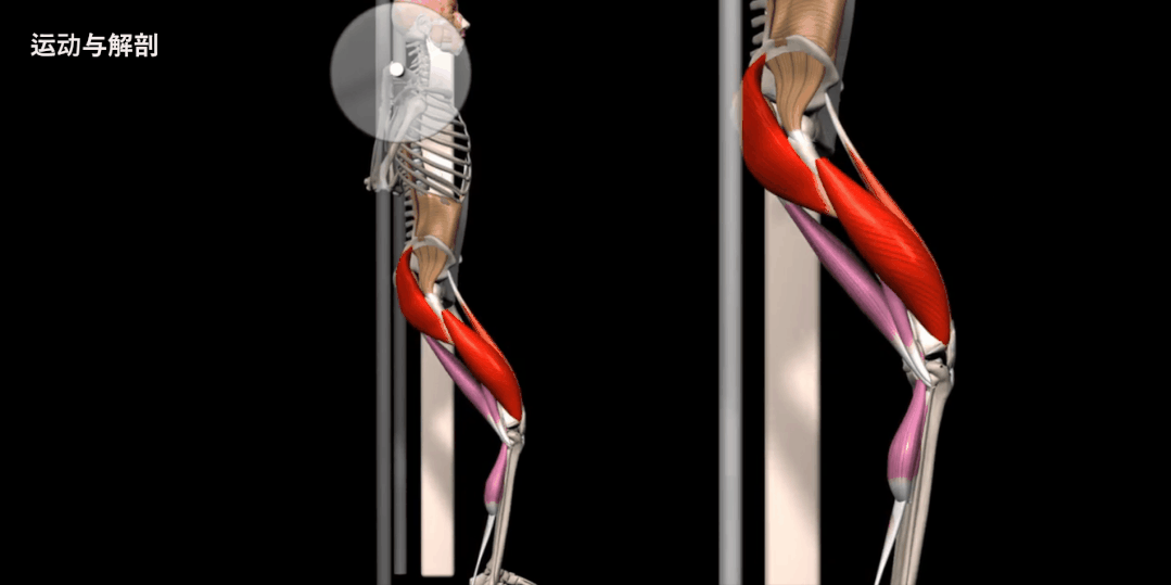 股四头肌训练椅使用方法_股四头肌训练椅子_股四头肌训练椅