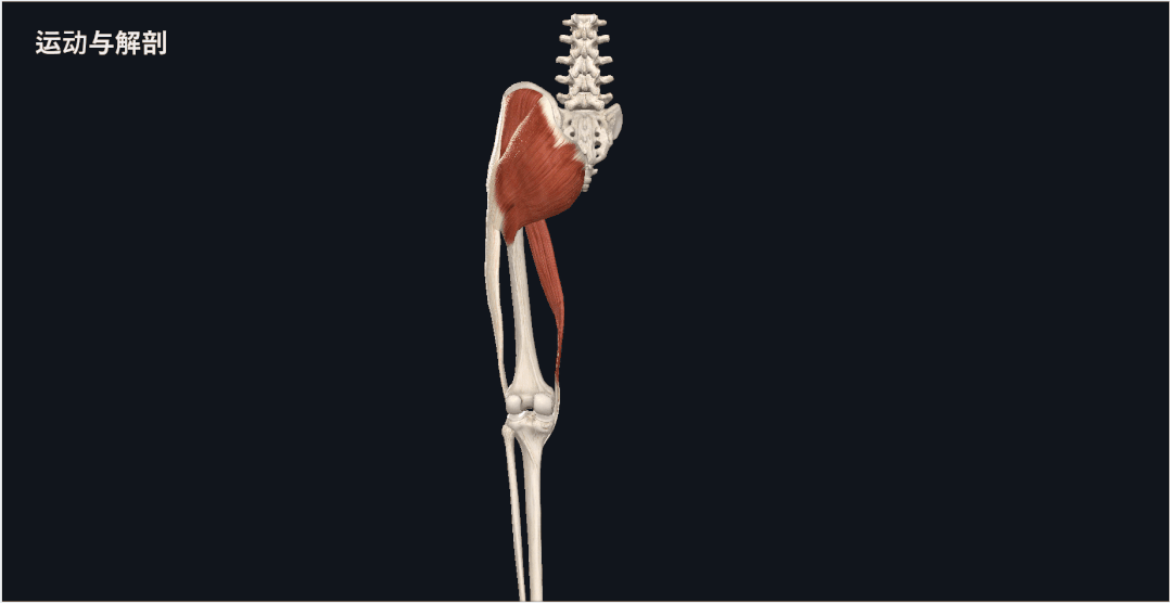 股四头肌训练椅使用方法_股四头肌训练椅_股四头肌训练椅子