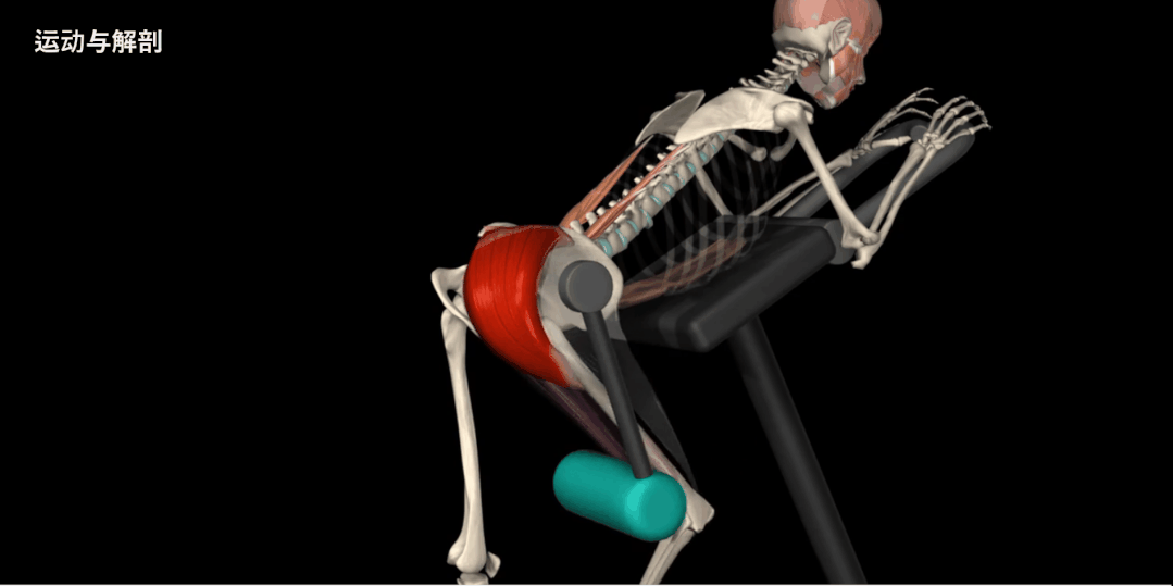 股四头肌训练椅子_股四头肌训练椅_股四头肌训练椅使用方法