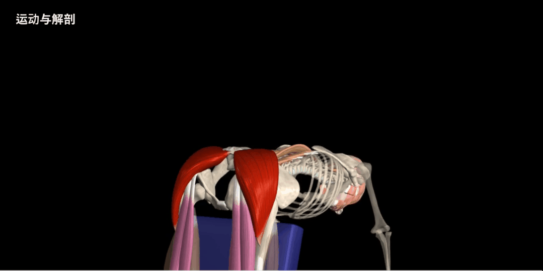 股四头肌训练椅使用方法_股四头肌训练椅_股四头肌训练椅子