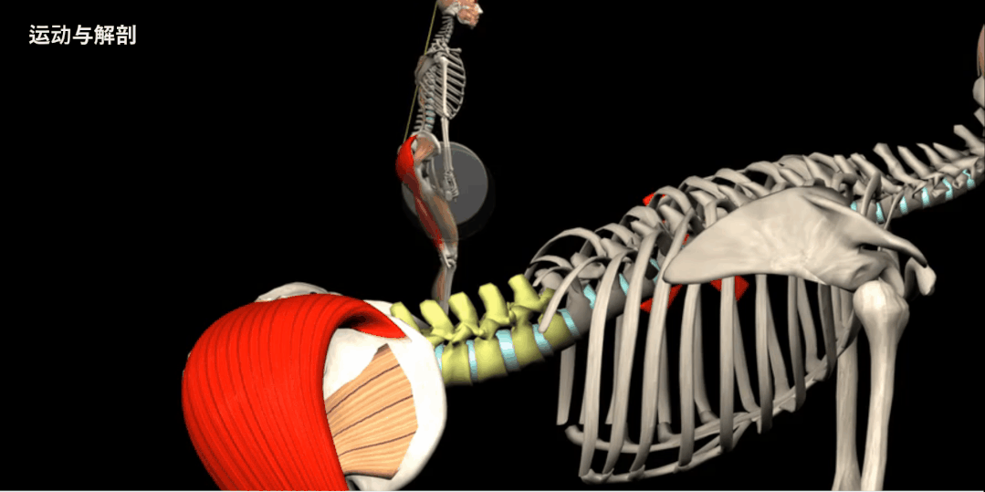 股四头肌训练椅_股四头肌训练椅使用方法_股四头肌训练椅子