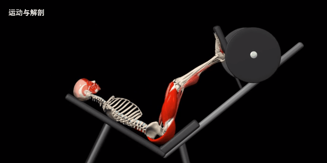 股四头肌训练椅_股四头肌训练椅子_股四头肌训练椅使用方法