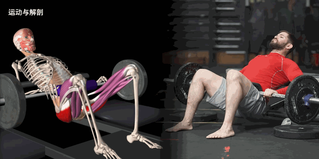 股四头肌训练椅子_股四头肌训练椅使用方法_股四头肌训练椅