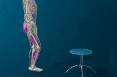 kaiyun体育 腘绳肌：“为什么你们总是忽略我，股四头肌哪里比我好了！”