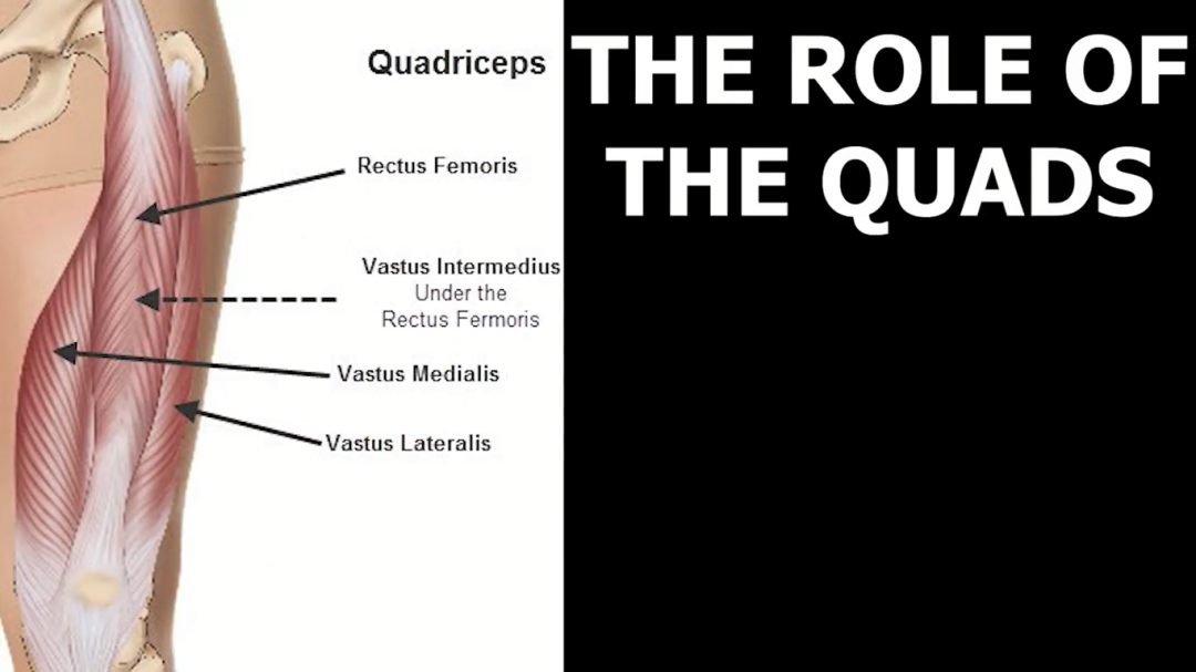 开yun官网入口登录APP下载 【跑步训练】股四头肌在跑步中的作用并不简单！