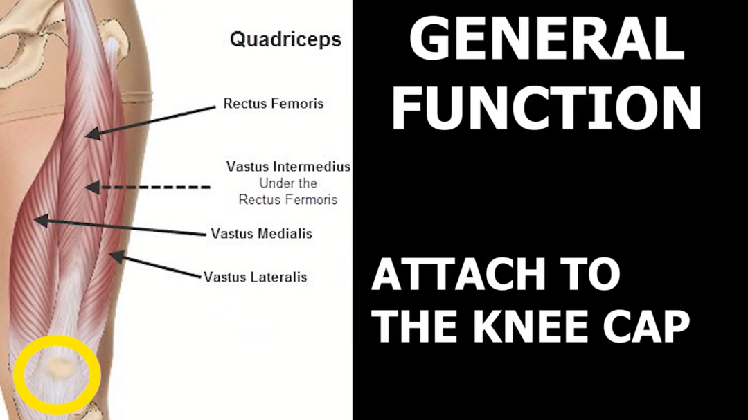 股四头肌训练椅_股四头肌训练椅使用方法_股四头肌训练椅安装视频