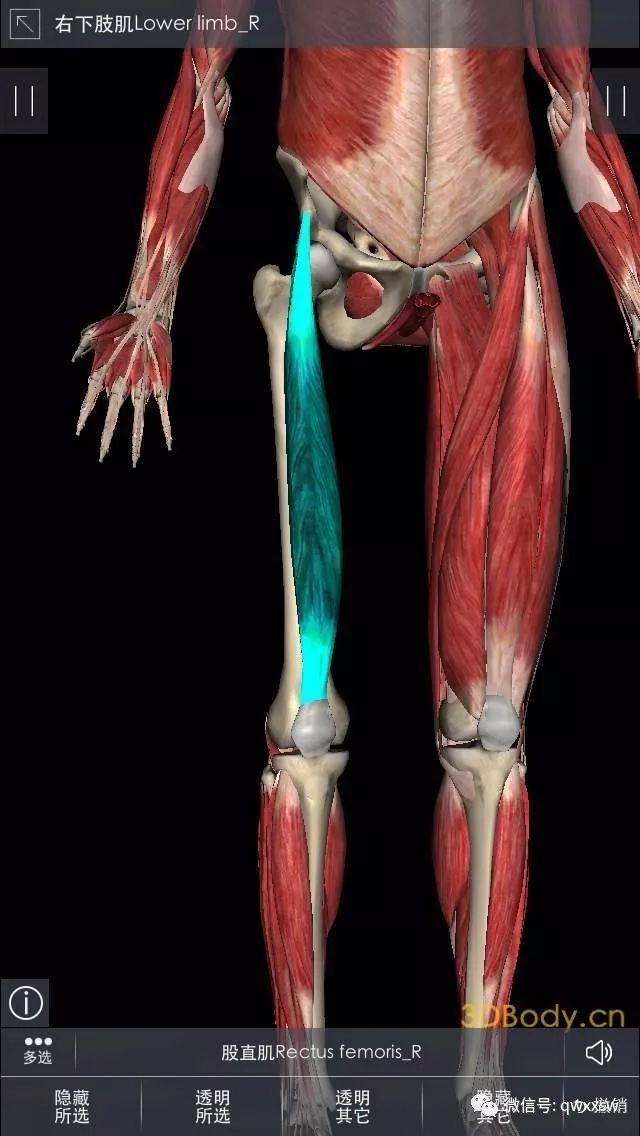 股四头肌训练椅注意事项_股四头肌训练椅子_股四头肌训练椅