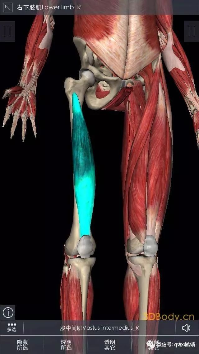 股四头肌训练椅子_股四头肌训练椅注意事项_股四头肌训练椅