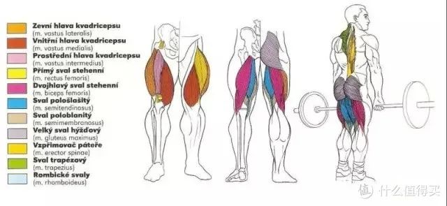 健身手套知乎_最好的健身手套_健身手套作用