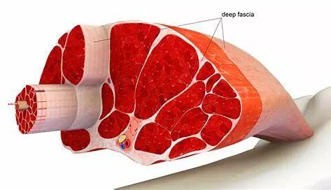 健身手套护腕什么牌子好_手套健身护腕图片_健身护腕手套