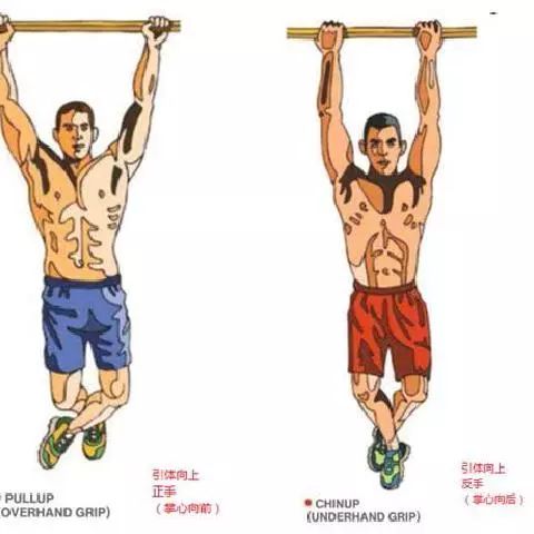 引体手臂不能完全放到_引体练手臂_纯靠手臂引体向上