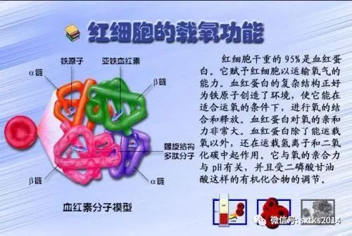 身体机能是啥_机身体是什么意思_什么是身体机能