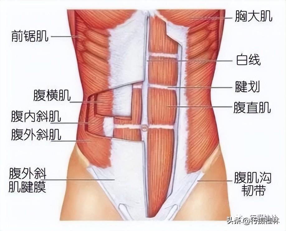 下腹部动作训练_锻炼下腹部的动作_腹部锻炼动作下腹疼痛
