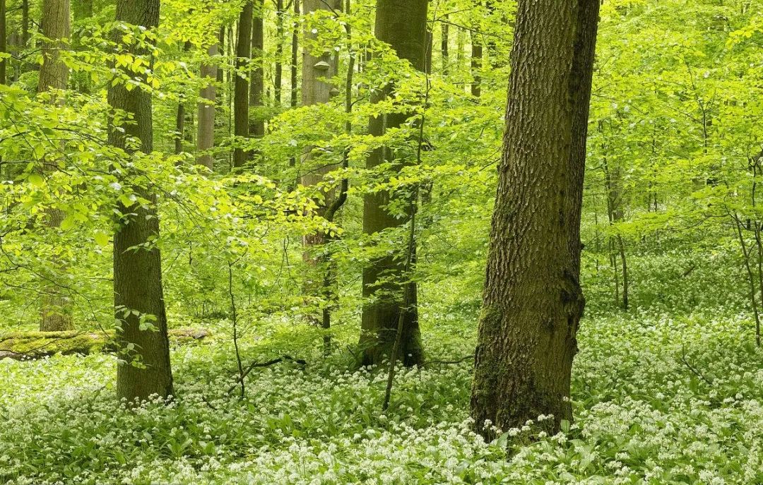 家用跑步机什么牌子好又实惠_经济实惠的家用跑步机_性价比家用跑步机